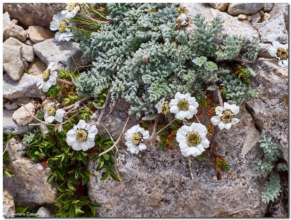 Achillea barrelieri / Millefoglio di Barrelier